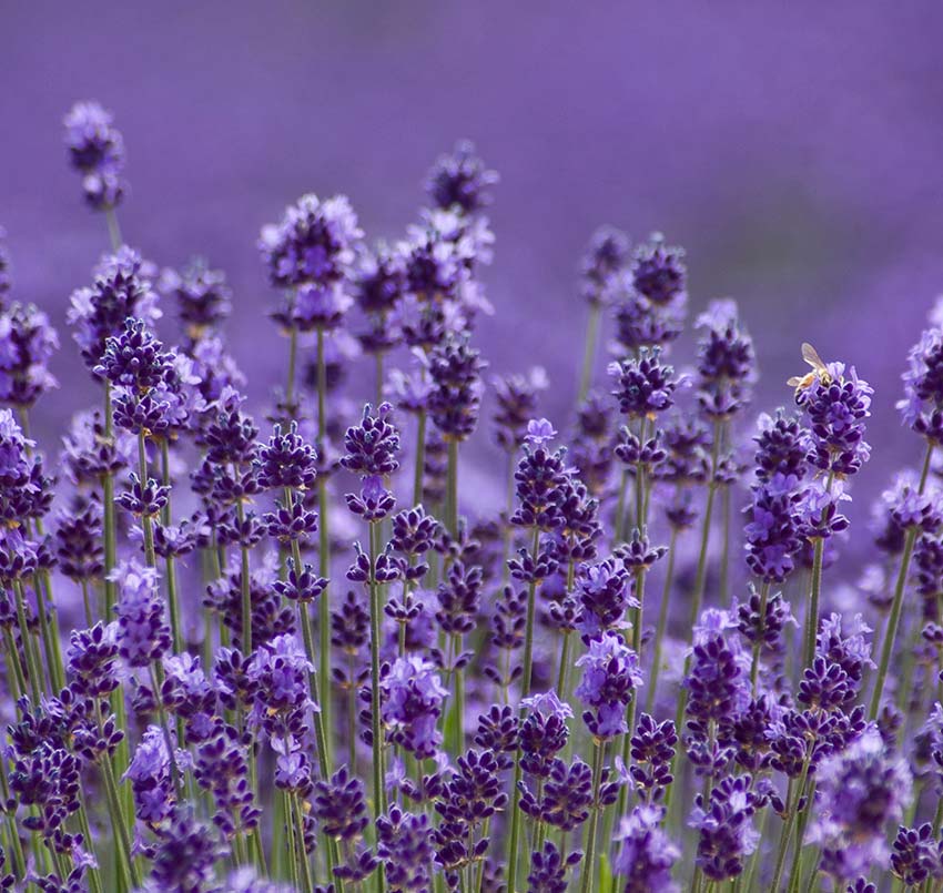 Lavendel Duft